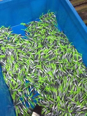 精密な餌の生産のためのプラスチック注射鋳造機